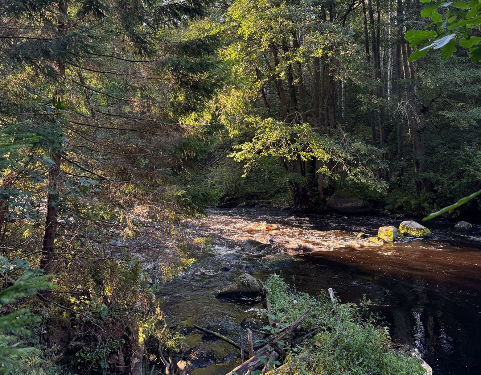 Линдуловская роща: аудиоэкскурсия по несерьезному экомаршруту - photo 2