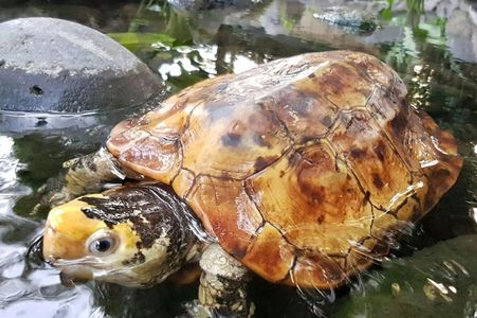Парк рептилий на Бали: Входной билет - photo 4