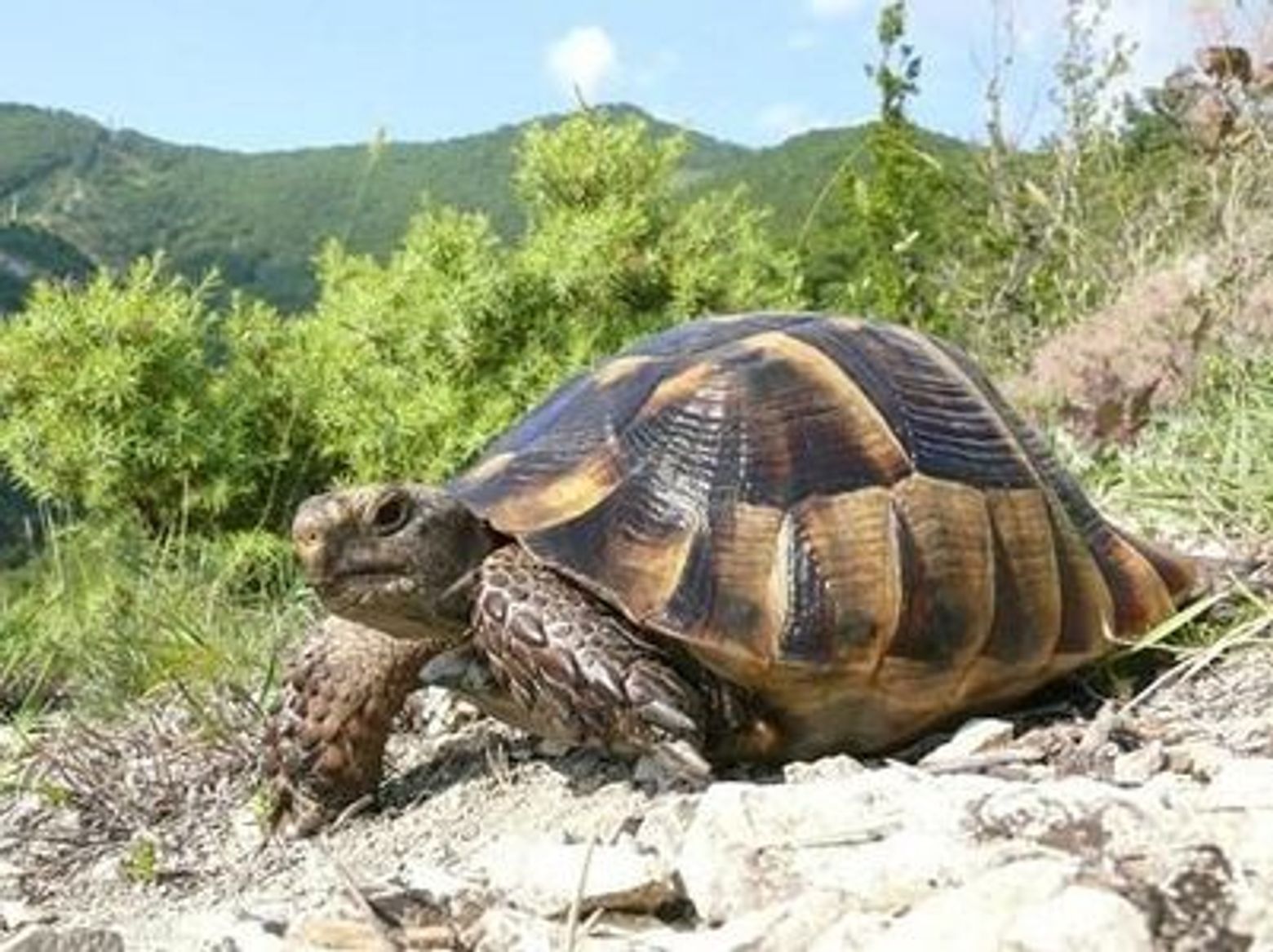 Аудиопрогулка по заказнику Большой Утриш: наедине с природой - photo 4