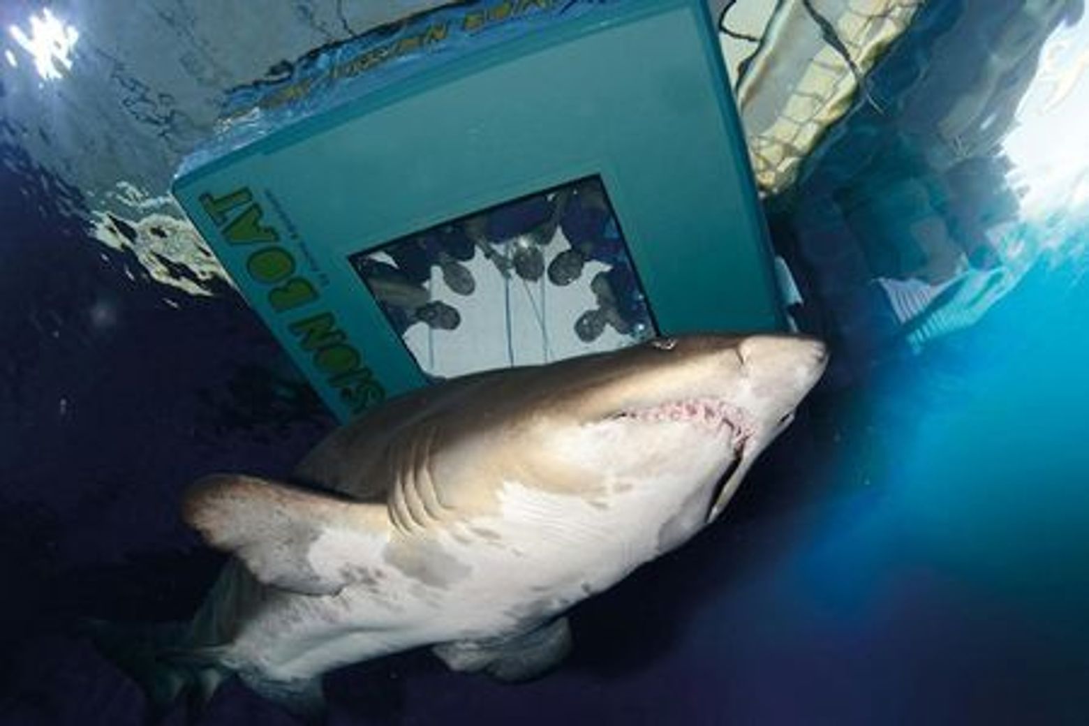 Аквариум на Пальме: вход + дайвинг с акулами - photo 3