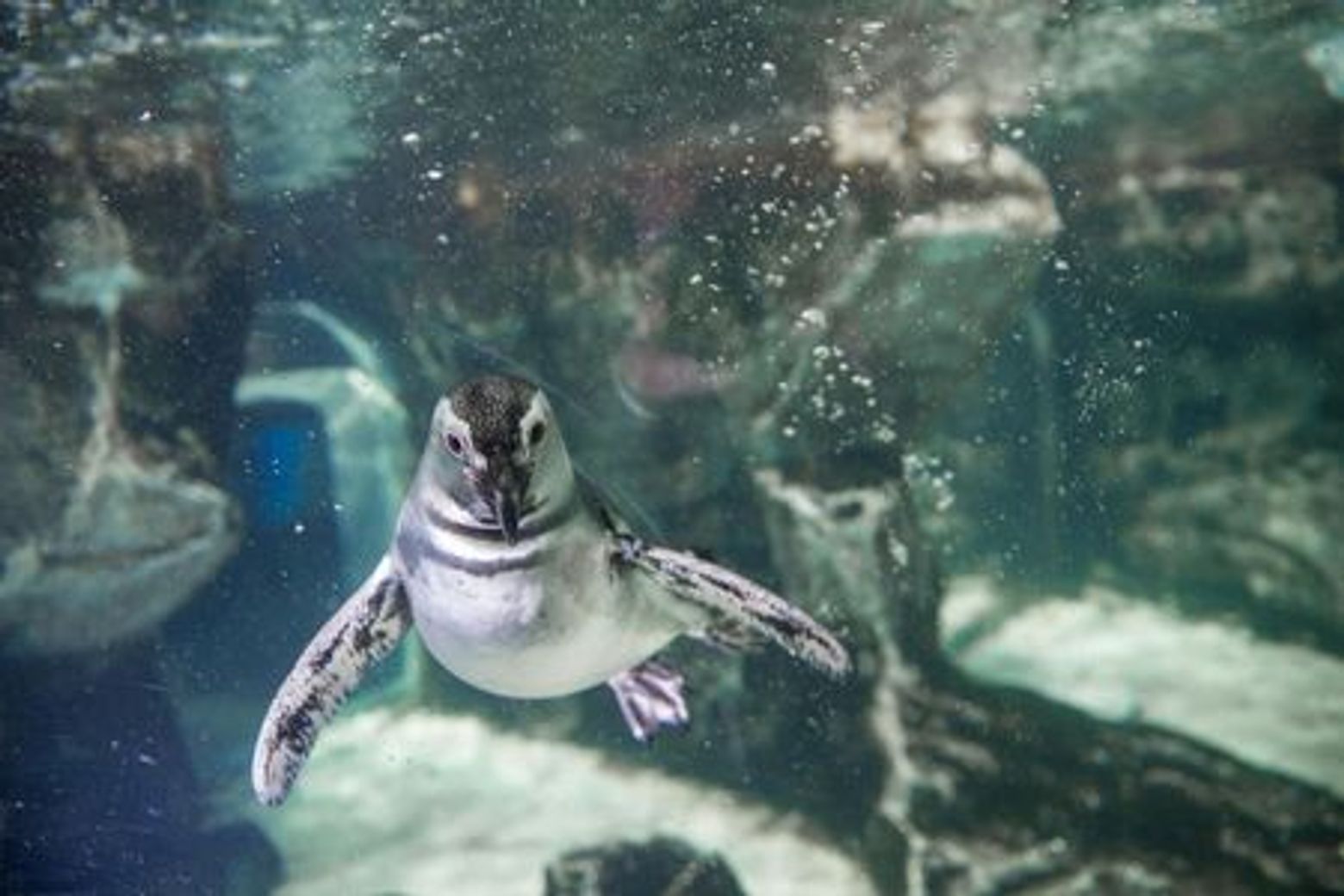 Генуэзский аквариум: входной билет + дегустация уличной еды - photo 3