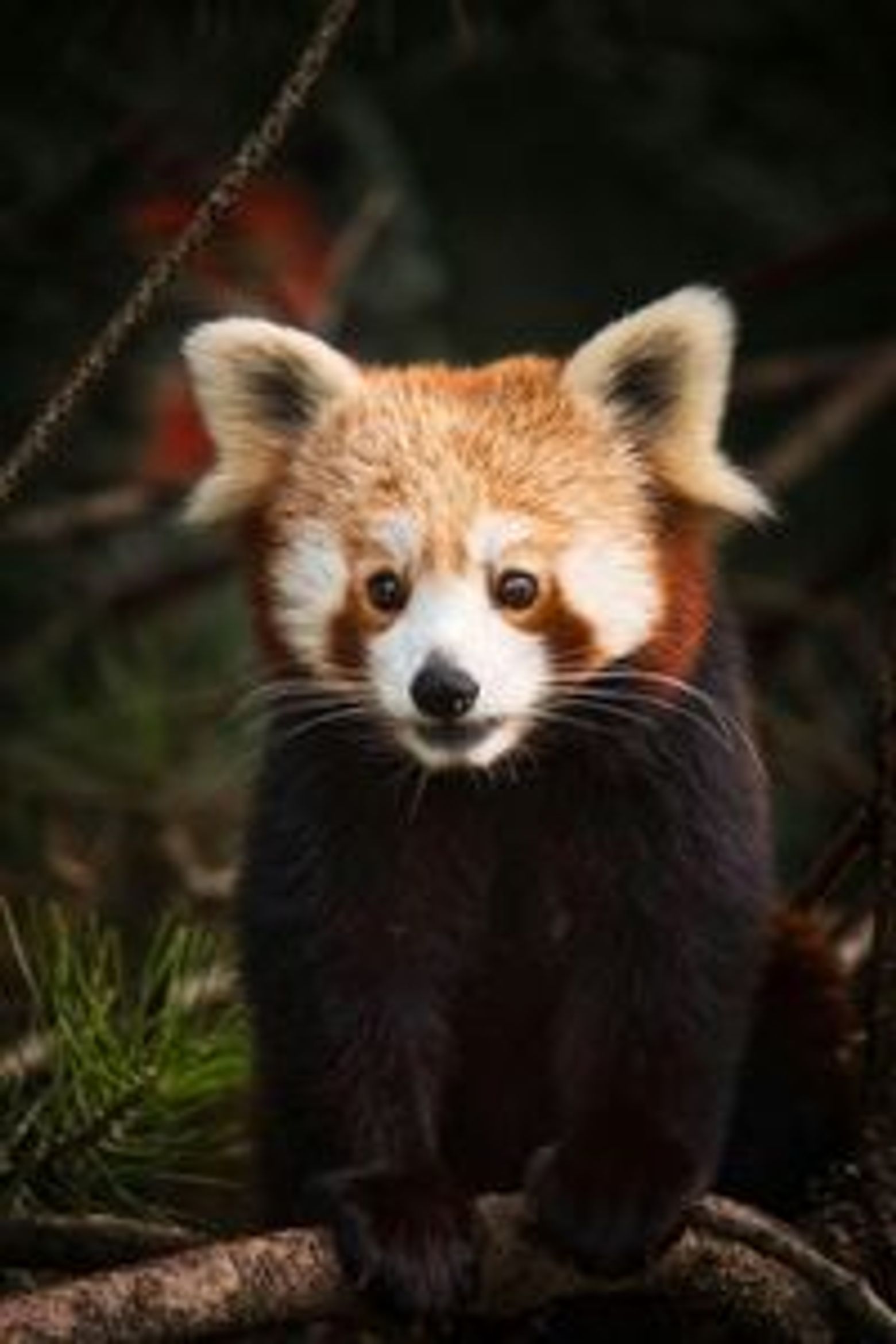 Парк Natura Viva: билет с открытой датой - photo 3