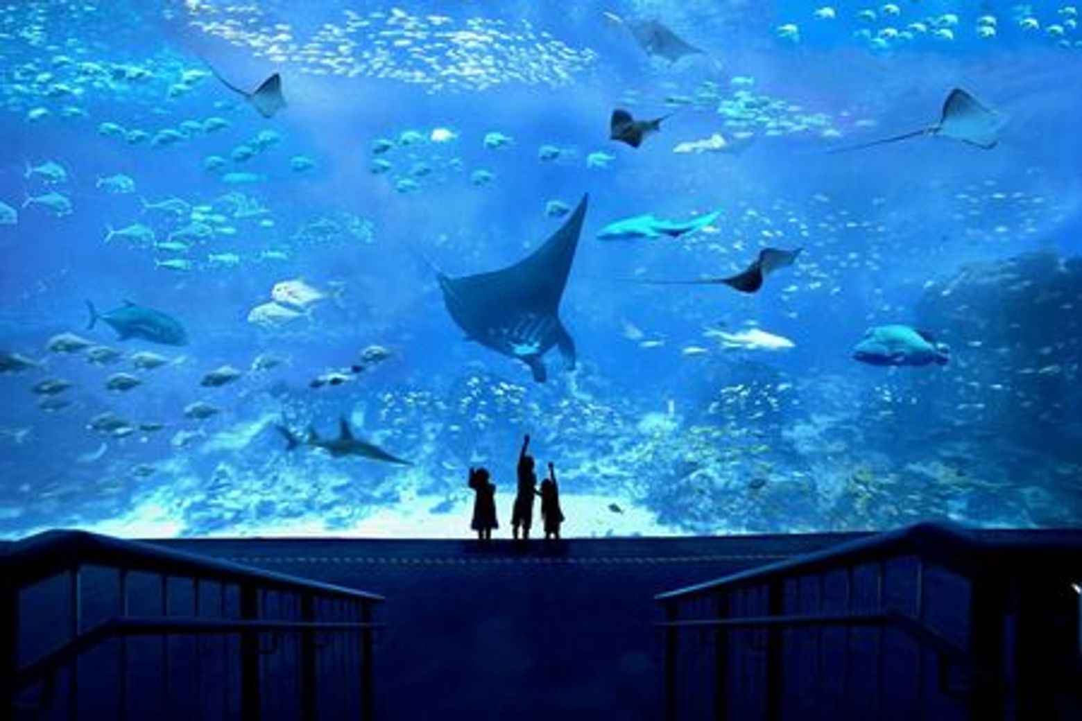 Комбо: Universal Studios Singapore + S.E.A. Aquarium: Вход + трансфер из отеля - photo 4