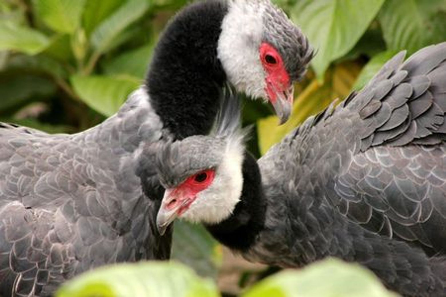 Парк консерватории Медельин: Билет с входом без очереди - photo 4
