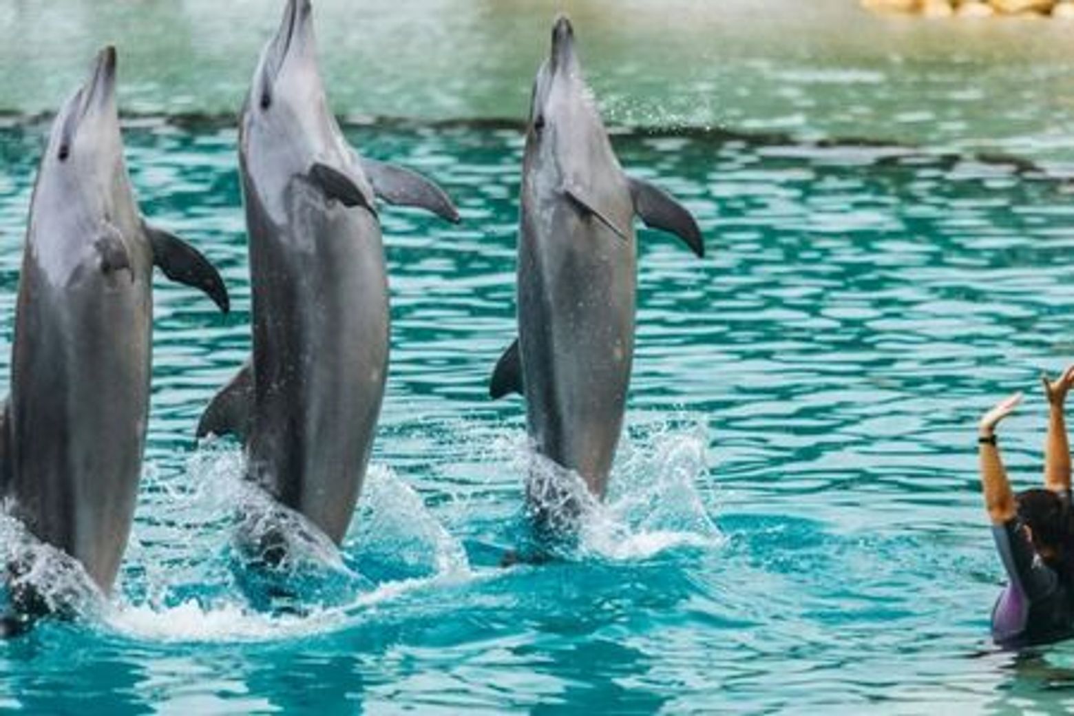 Sea World Gold Coast: билет на 1 день + поездка на гидроцикле - photo 4