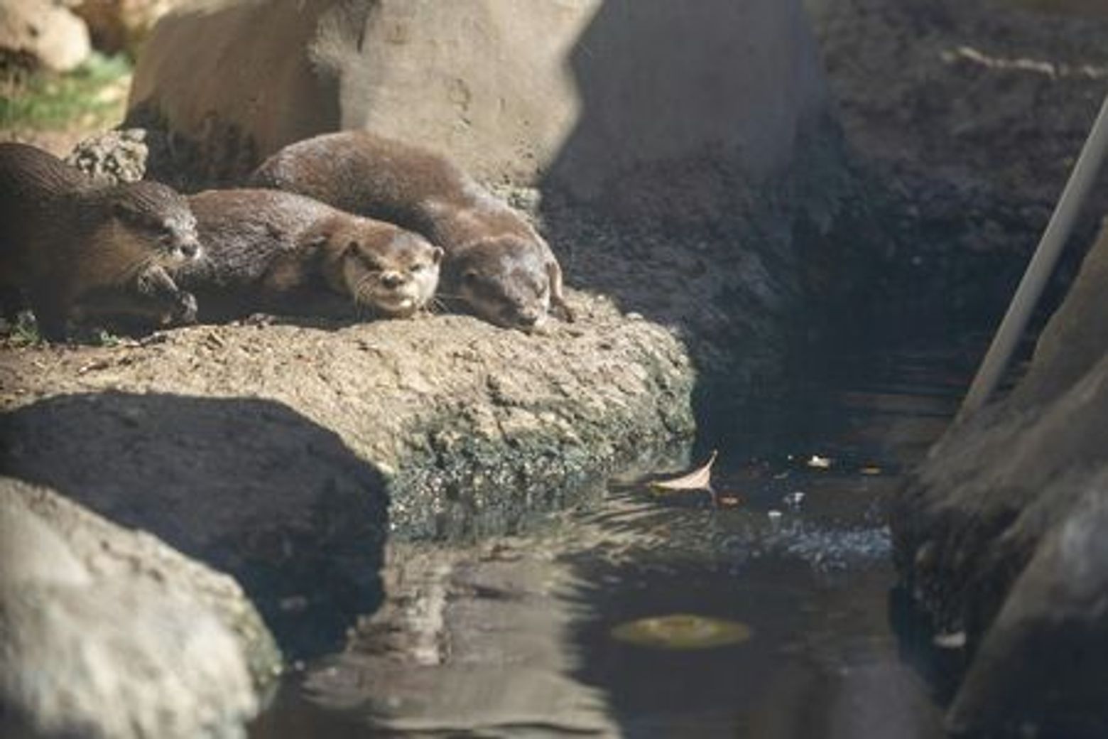 Sea Life Benalmádena: привилегированный вход - photo 4