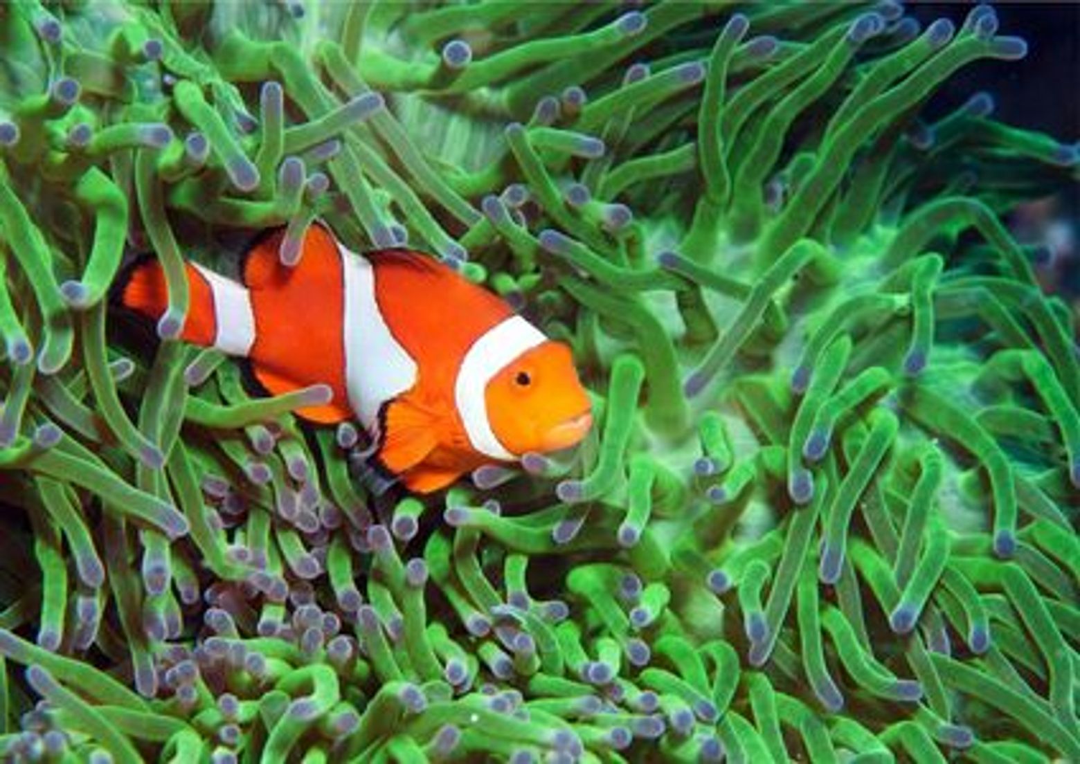 Аквариум Каттолики: Билет с быстрым входом - photo 3