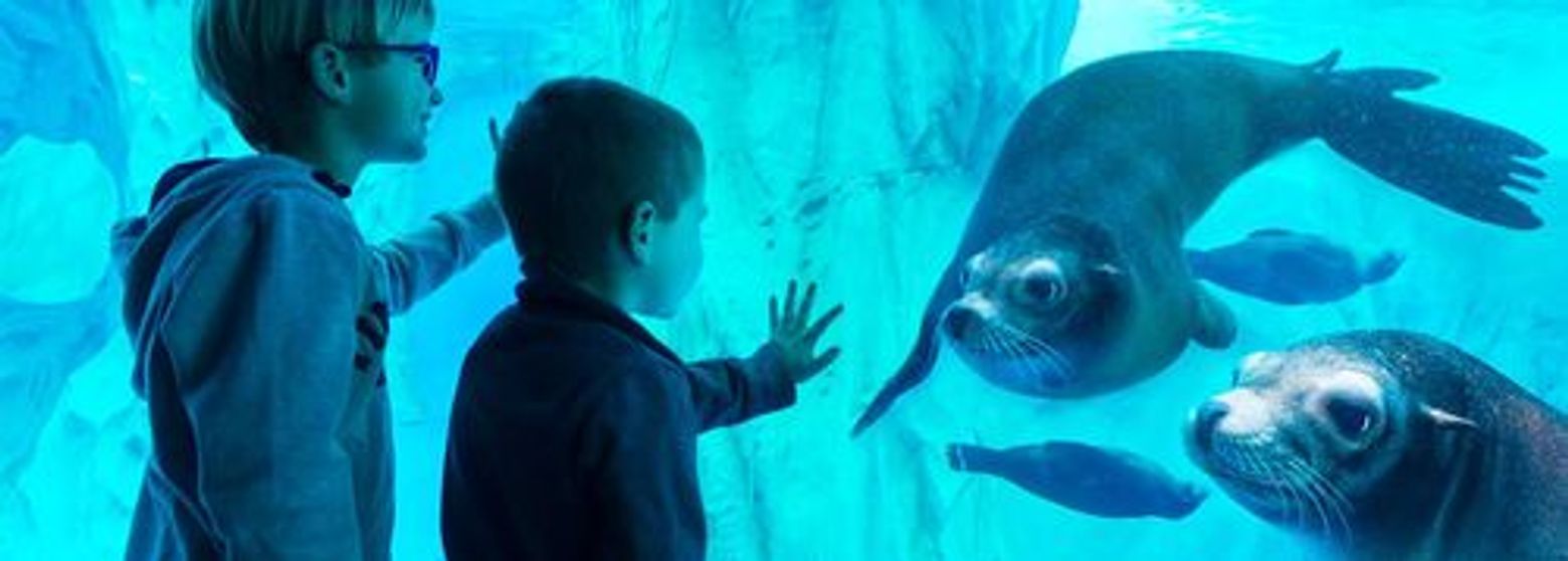 Gardaland SEA LIFE Aquarium: Входной билет - photo 3