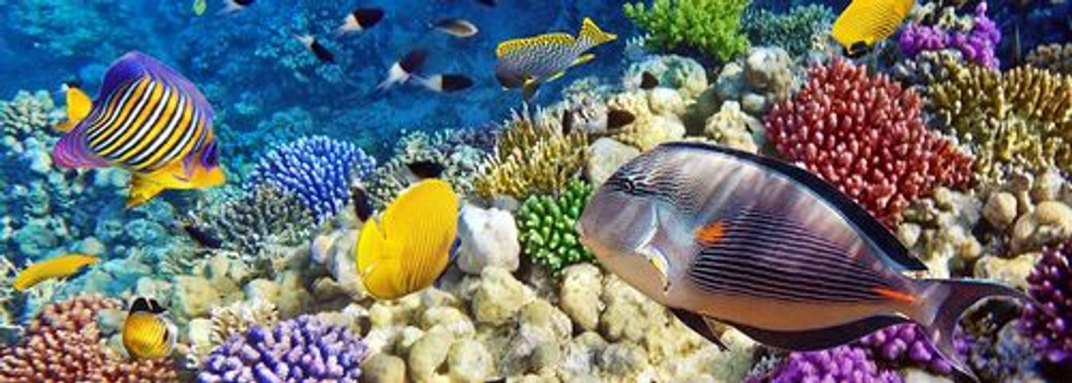 Gardaland SEA LIFE Aquarium: Входной билет - photo 4