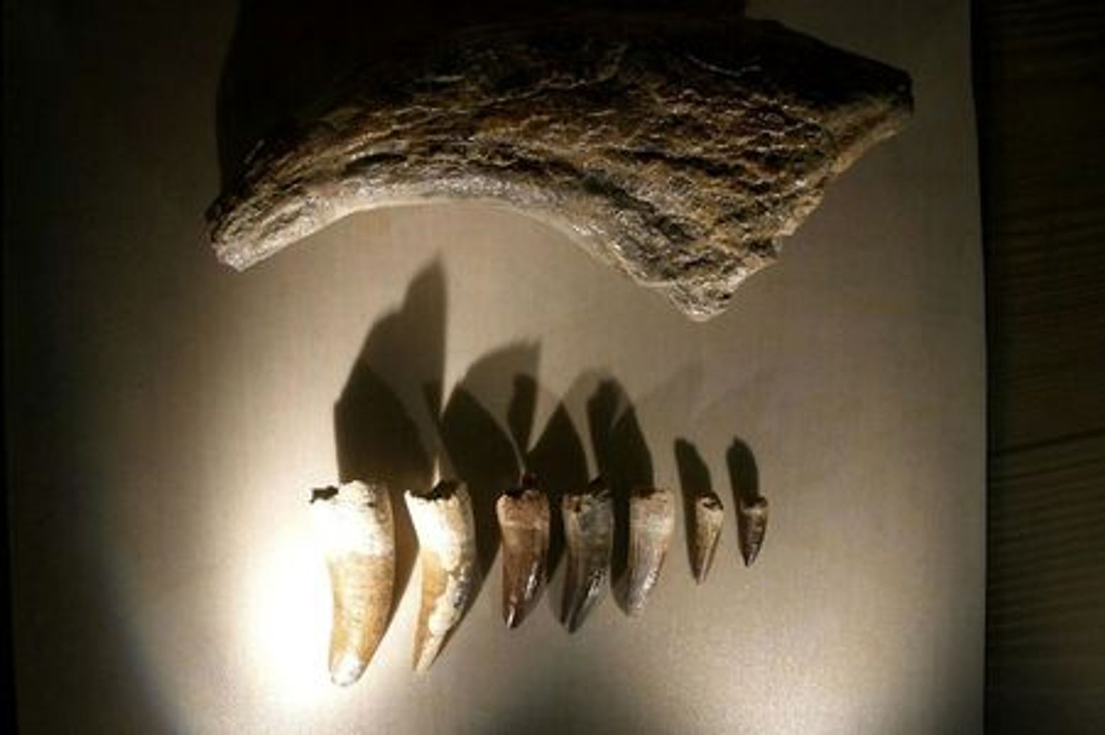 Музей естественной истории (Museo di Storia Naturale): входной билет - photo 3