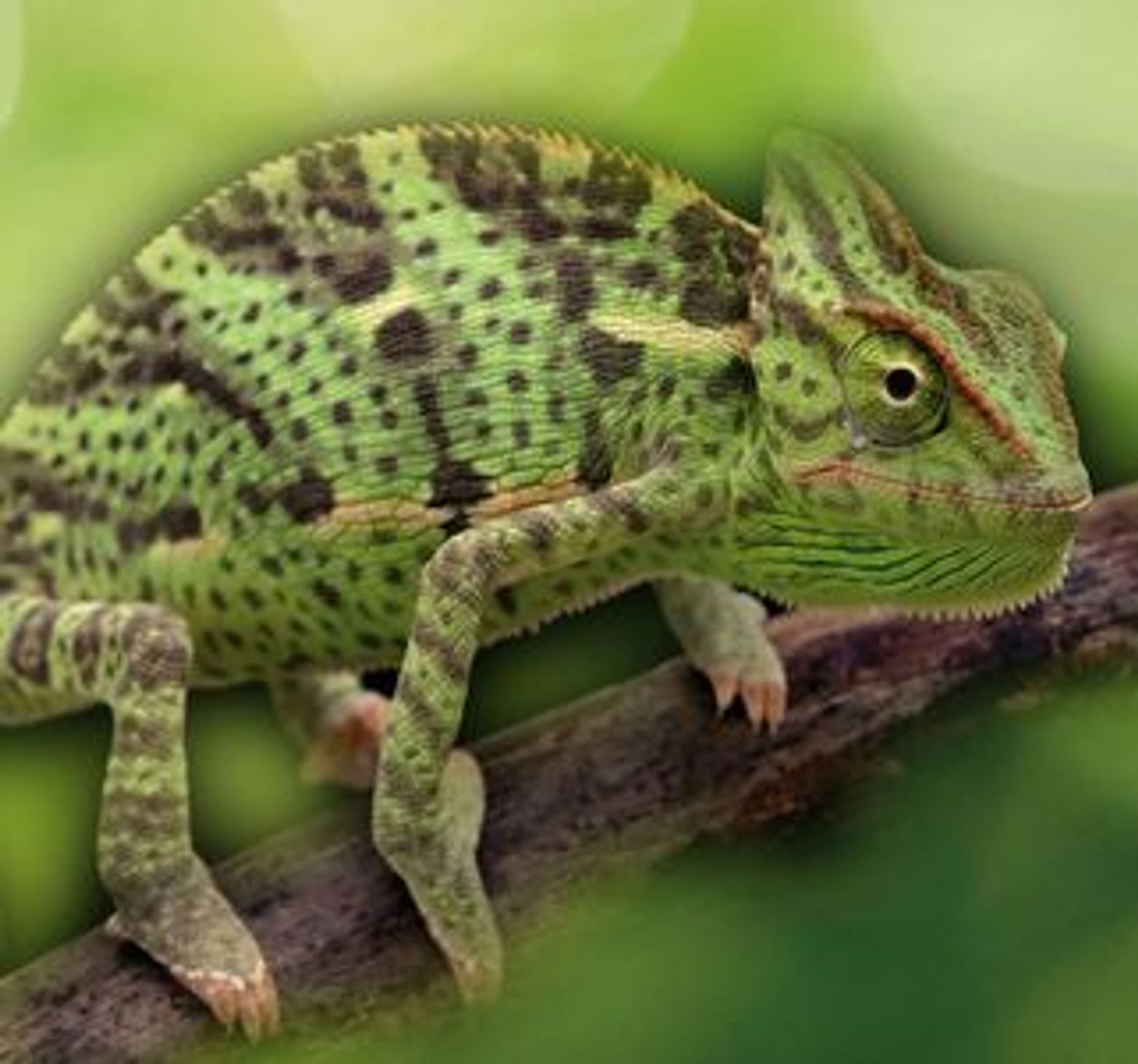 Аквариум в Ливорно: Входной билет - photo 4