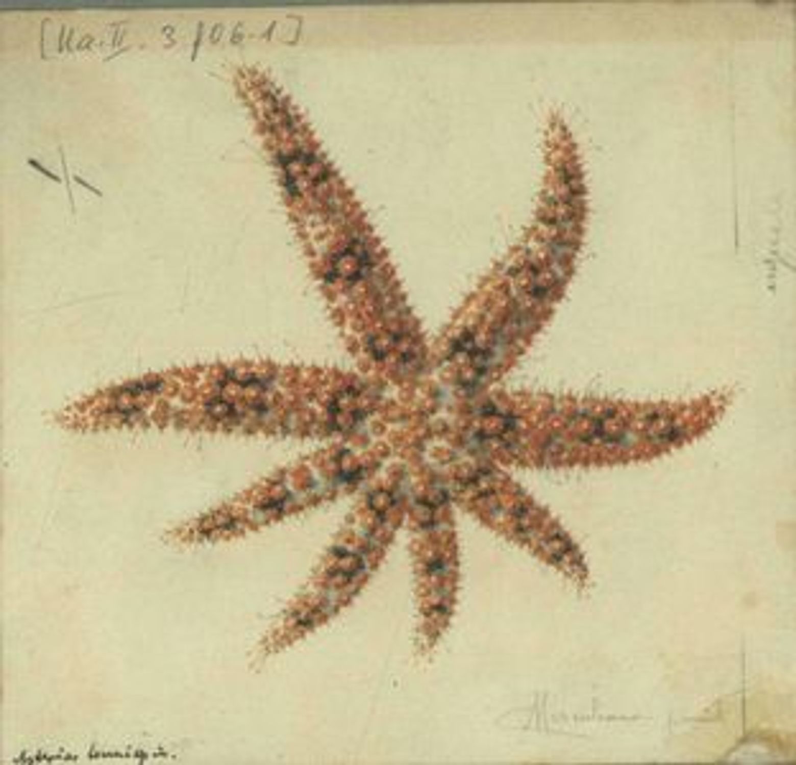 Аквариум Неаполя: Входной билет - photo 3