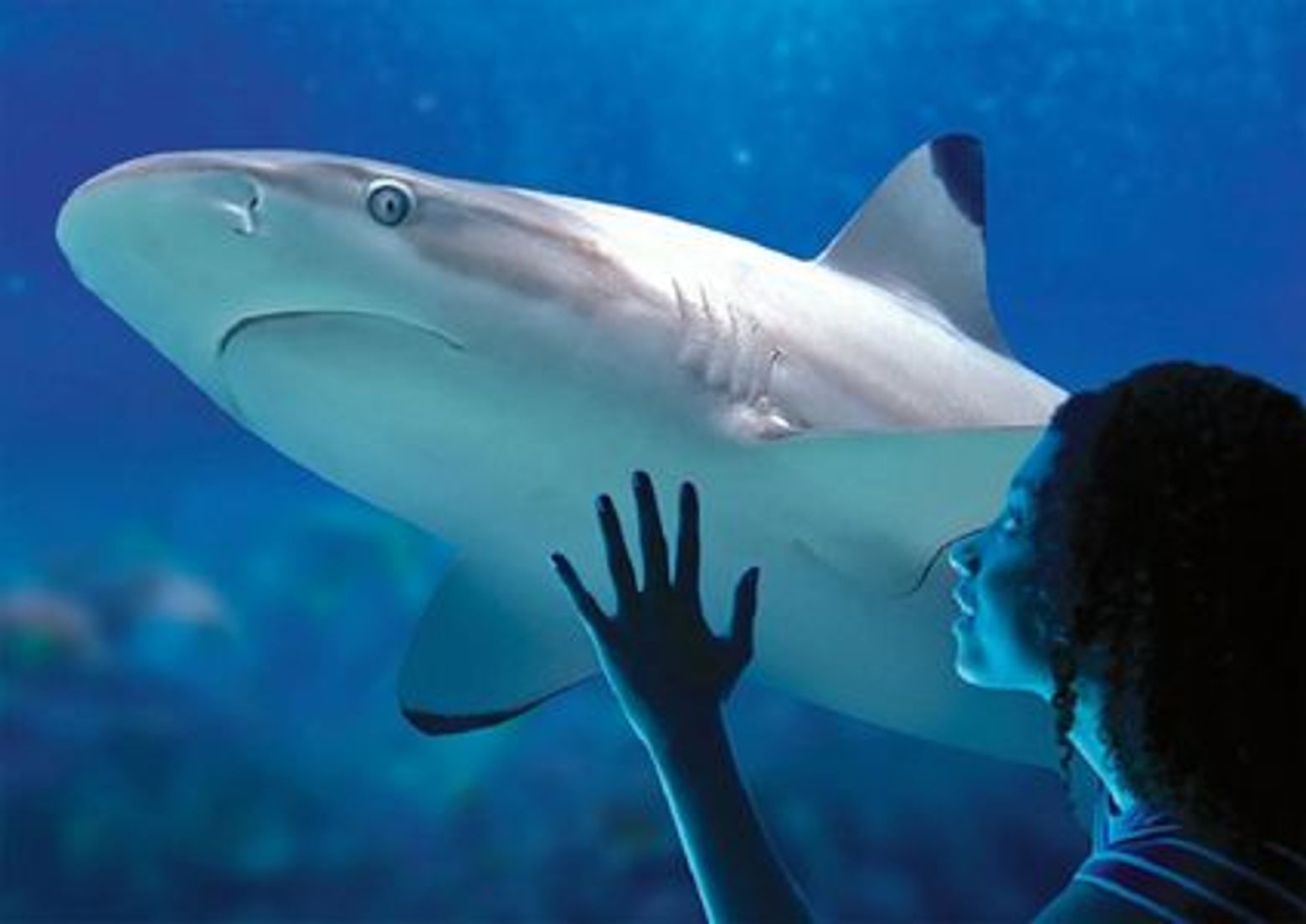 МОРСКАЯ ЖИЗНЬ Бенальмадена: Входной билет - photo 3