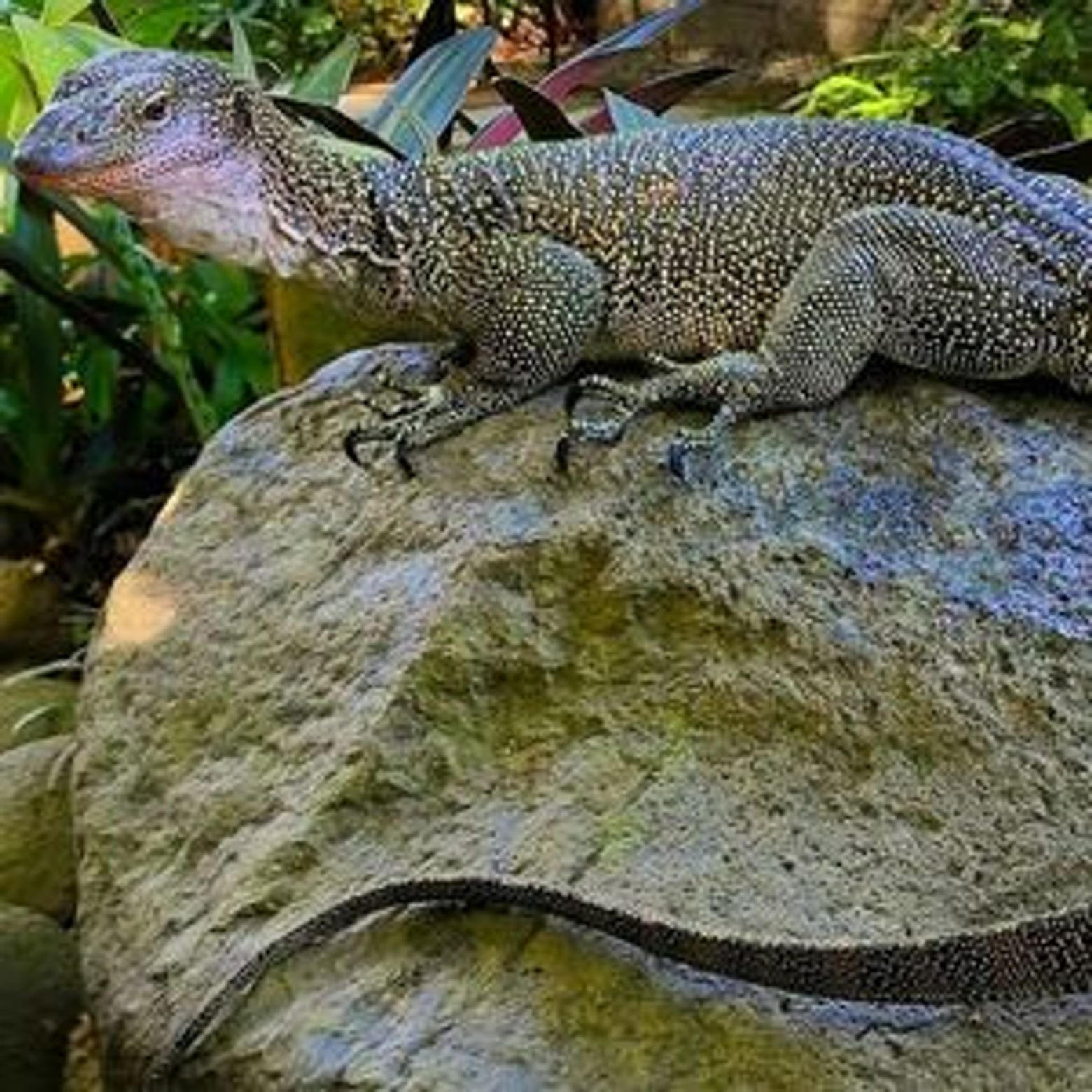 Парк рептилий на Бали: Входной билет - photo 3