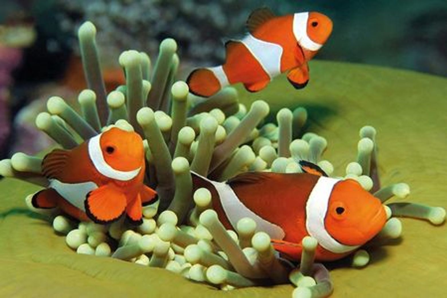 Аквариум Пальмы: входной билет + трансфер с севера - photo 3