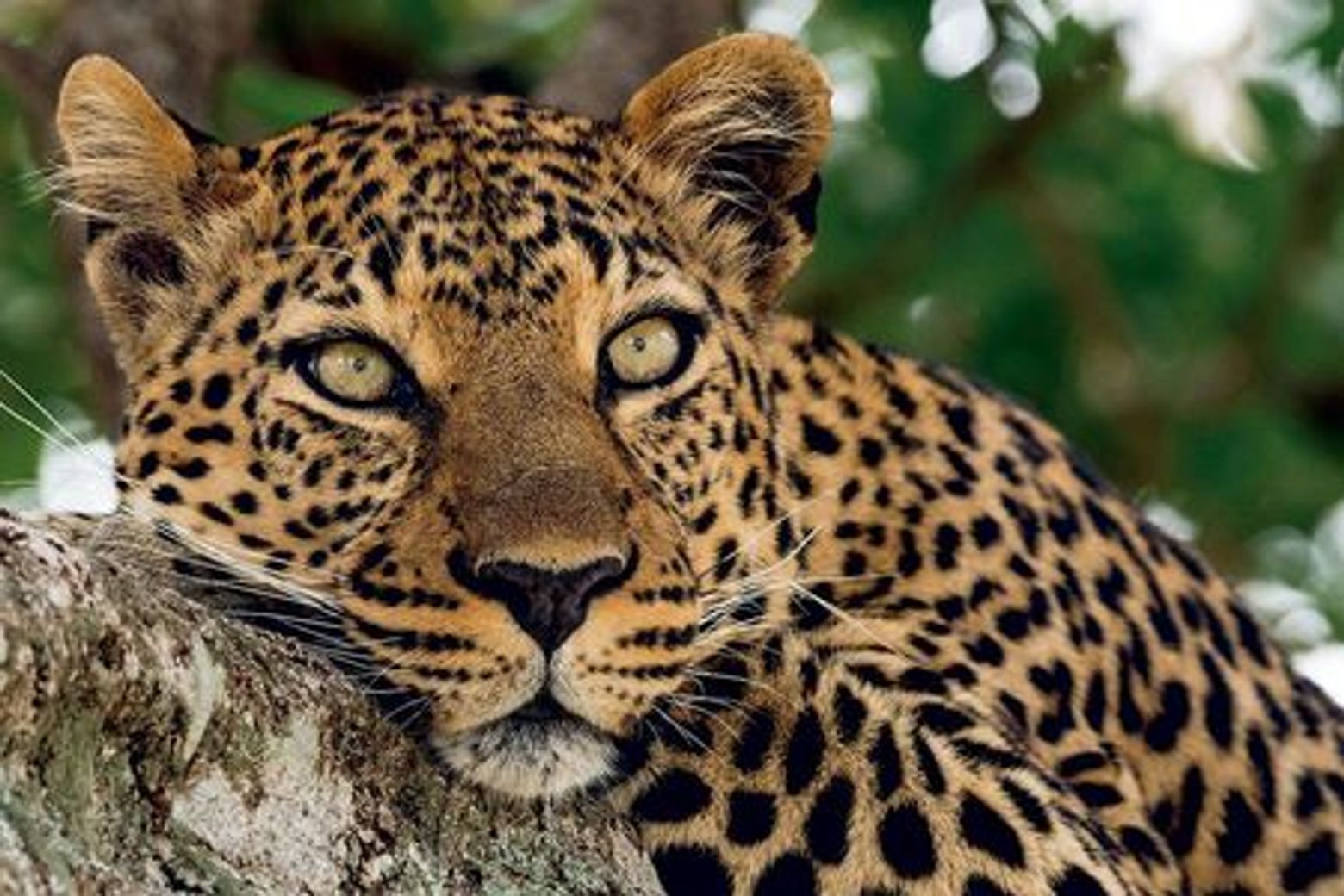 Мадридский зоопарк и аквариум: Входной билет - photo 3