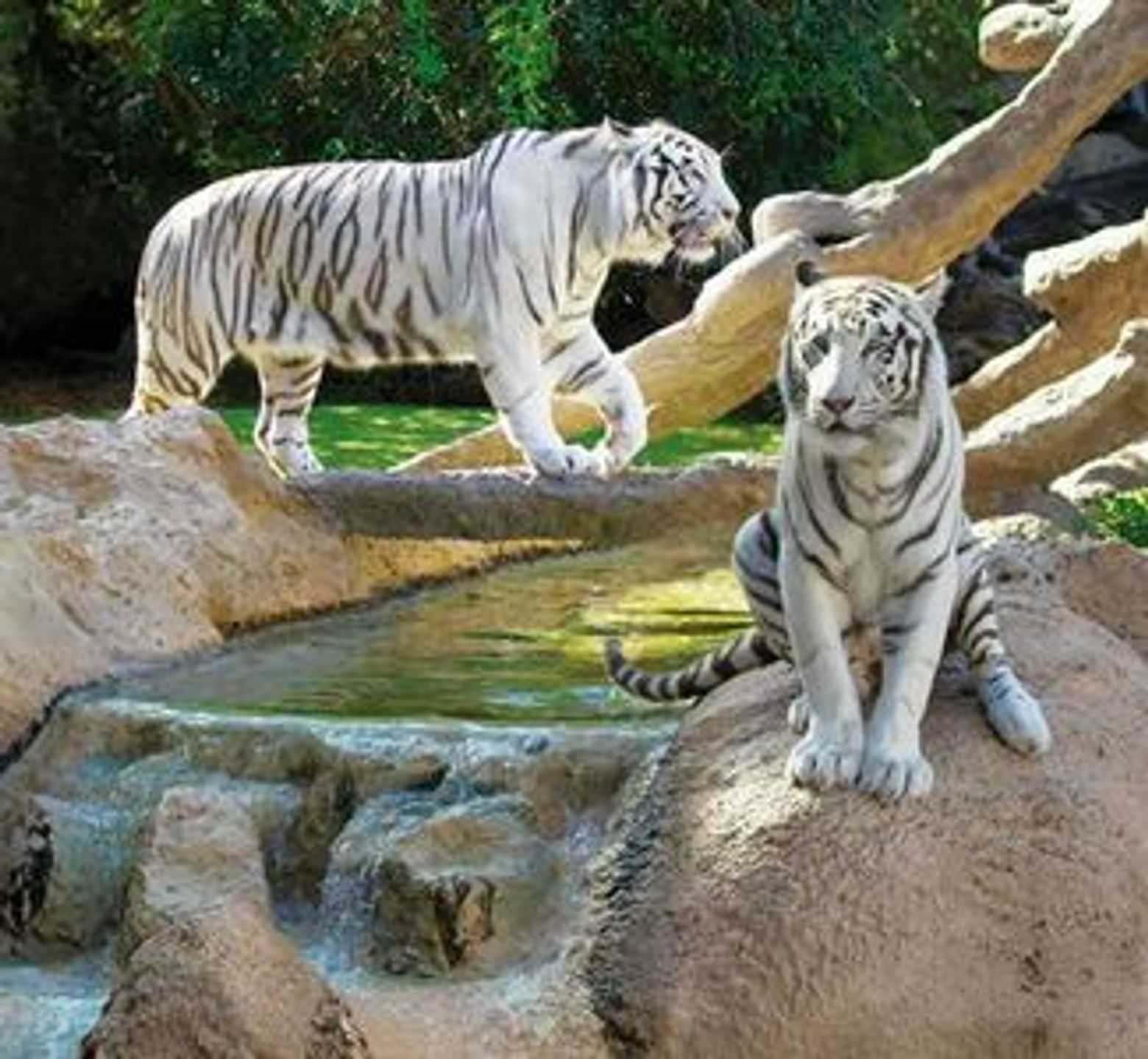 Парк Loro Parque: Входной билет + Перевозка транспортом - photo 3