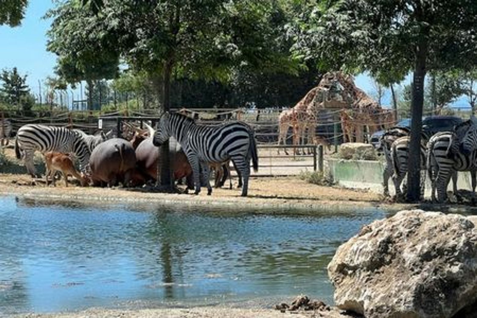 Сафари: входной билет в Равенну - photo 3