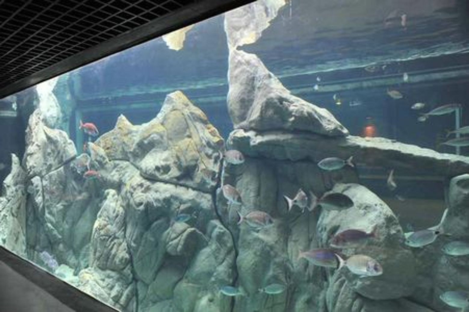 Аквариум в Ливорно: Входной билет - photo 3