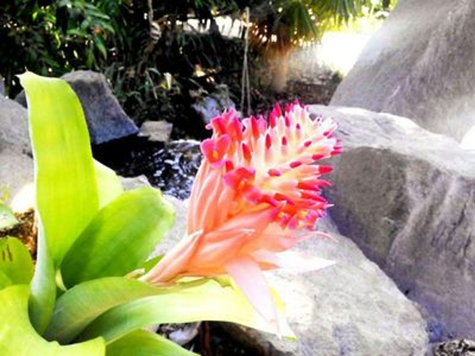 Пальметум Санта-Крус-де-Тенерифе: Входной билет - photo 3