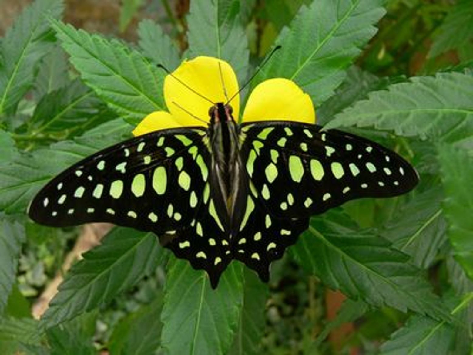 Парк бабочек Бенальмадены: Входной билет - photo 4