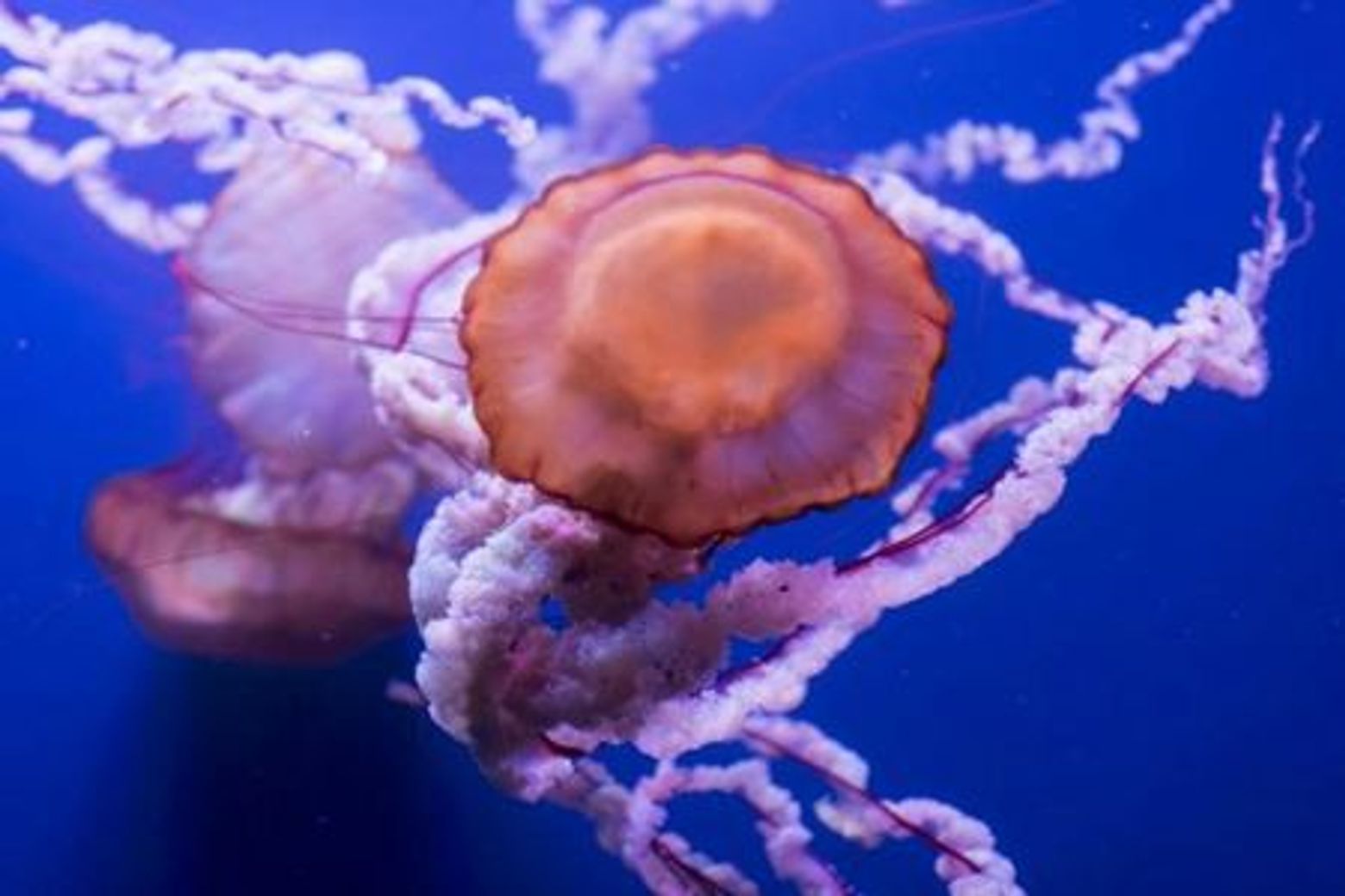 Океанариум Севильи: Входной билет - photo 4