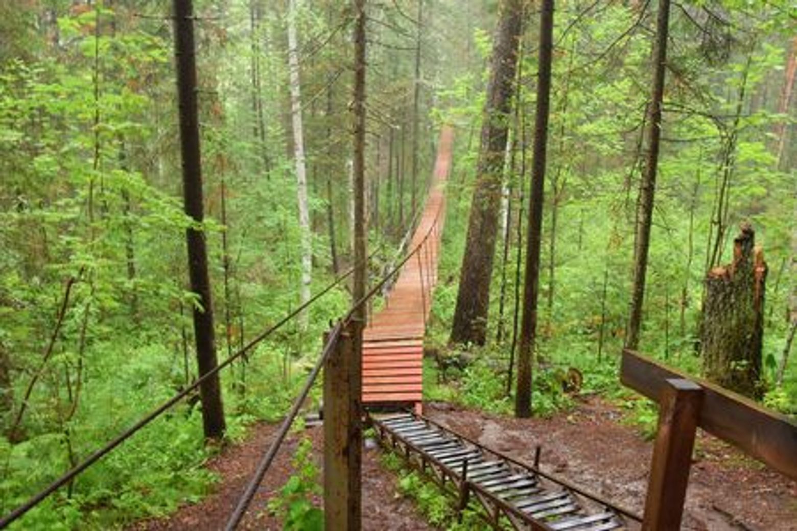 Природный парк "Оленьи ручьи": аудиоэкскурсия в приложении - photo 3