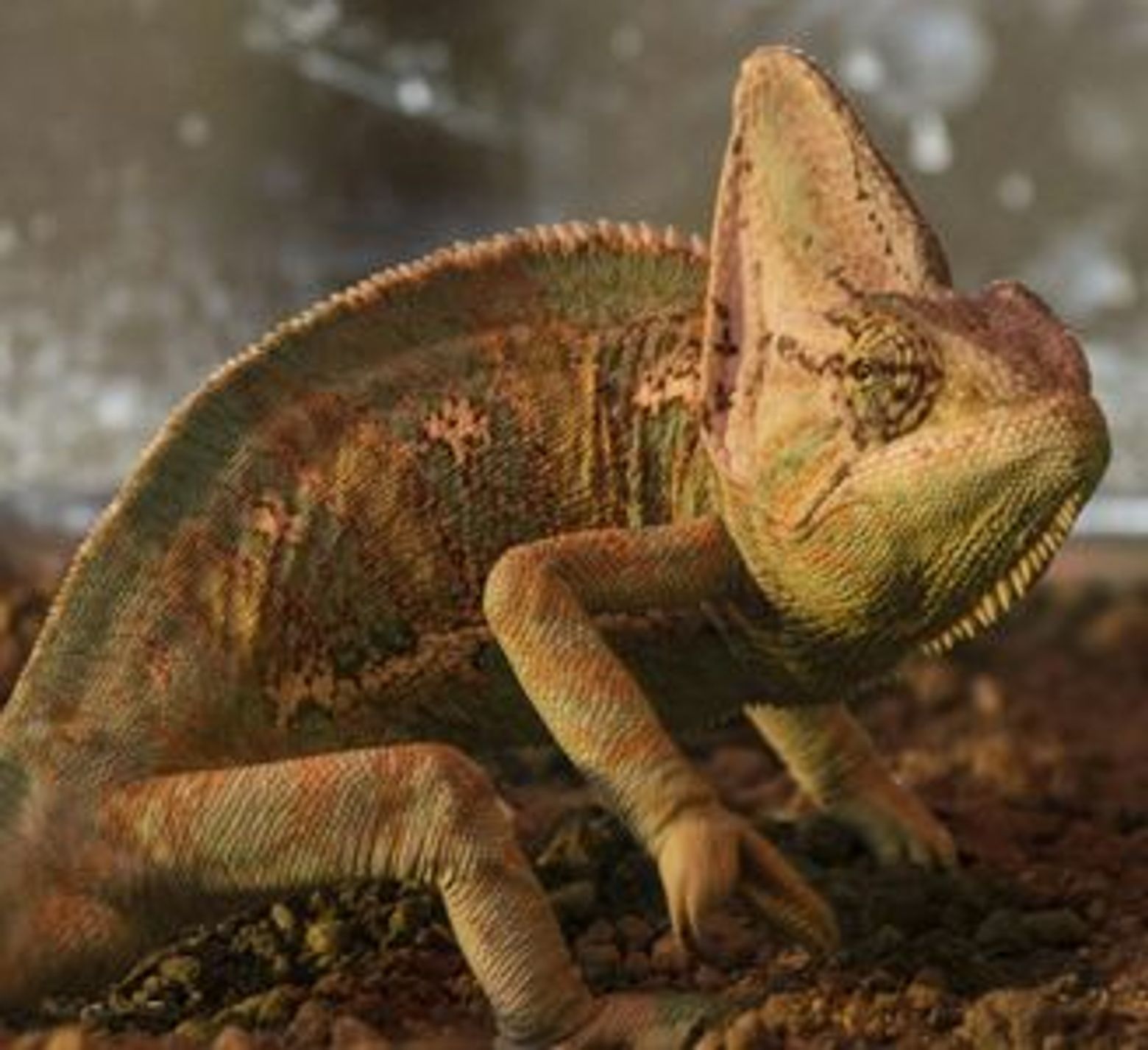 Крокодиловый парк Торремолинос: Входной билет - photo 4