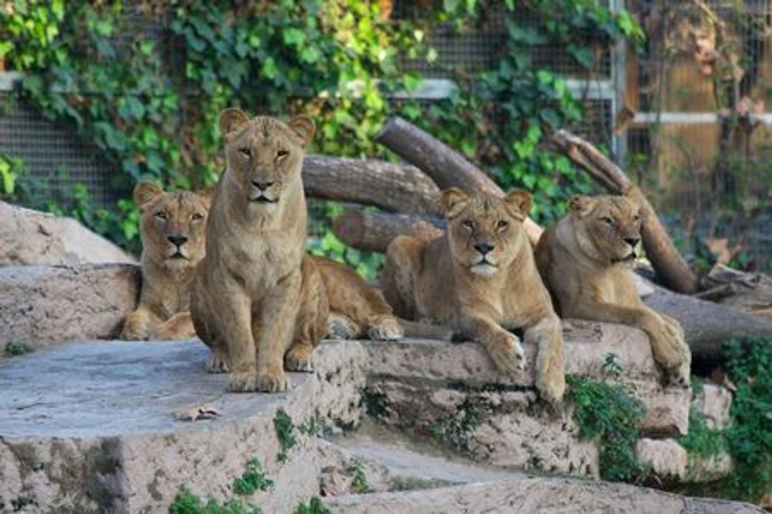 Барселонский зоопарк: Билет с входом без очереди - photo 3