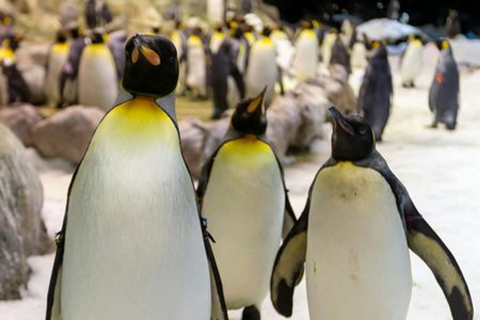 Парк Loro Parque и Аквапарк Siam Park: Входной билет - photo 3