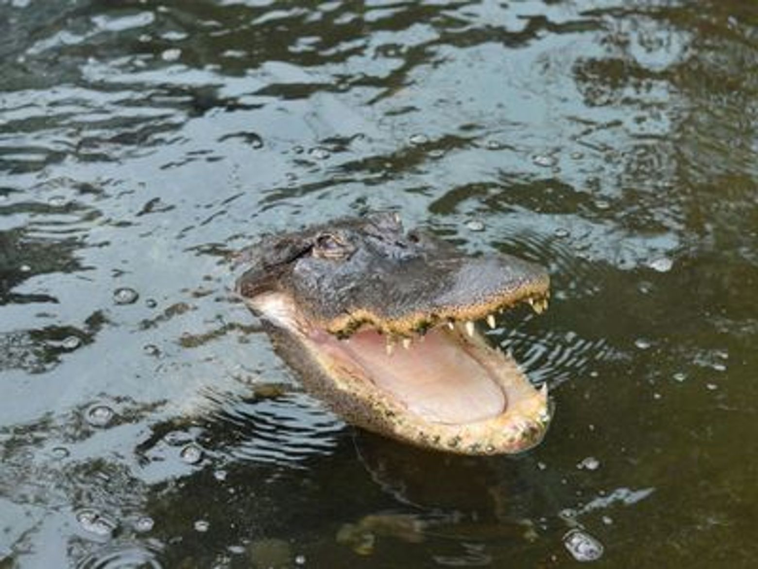 Крокодиловый парк Торремолинос: Входной билет - photo 3