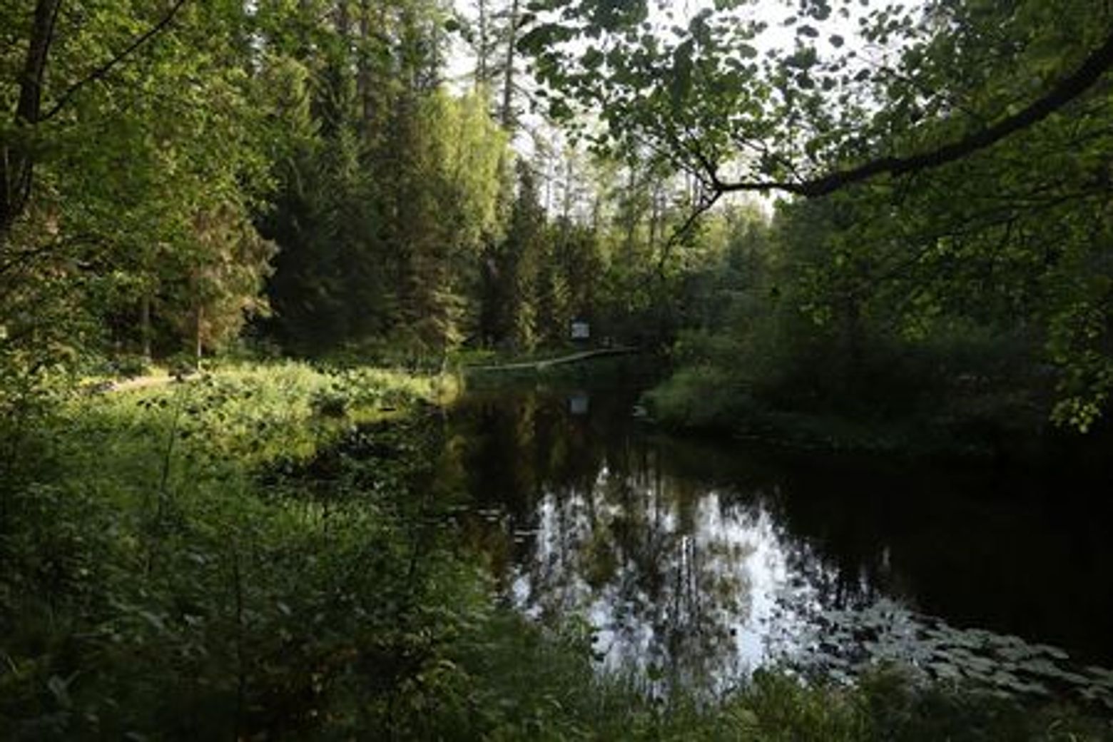 Линдуловская роща: аудиоэкскурсия по несерьезному экомаршруту - photo 3