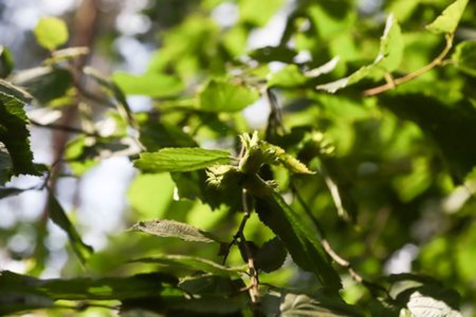 Линдуловская роща: аудиоэкскурсия по несерьезному экомаршруту - photo 4