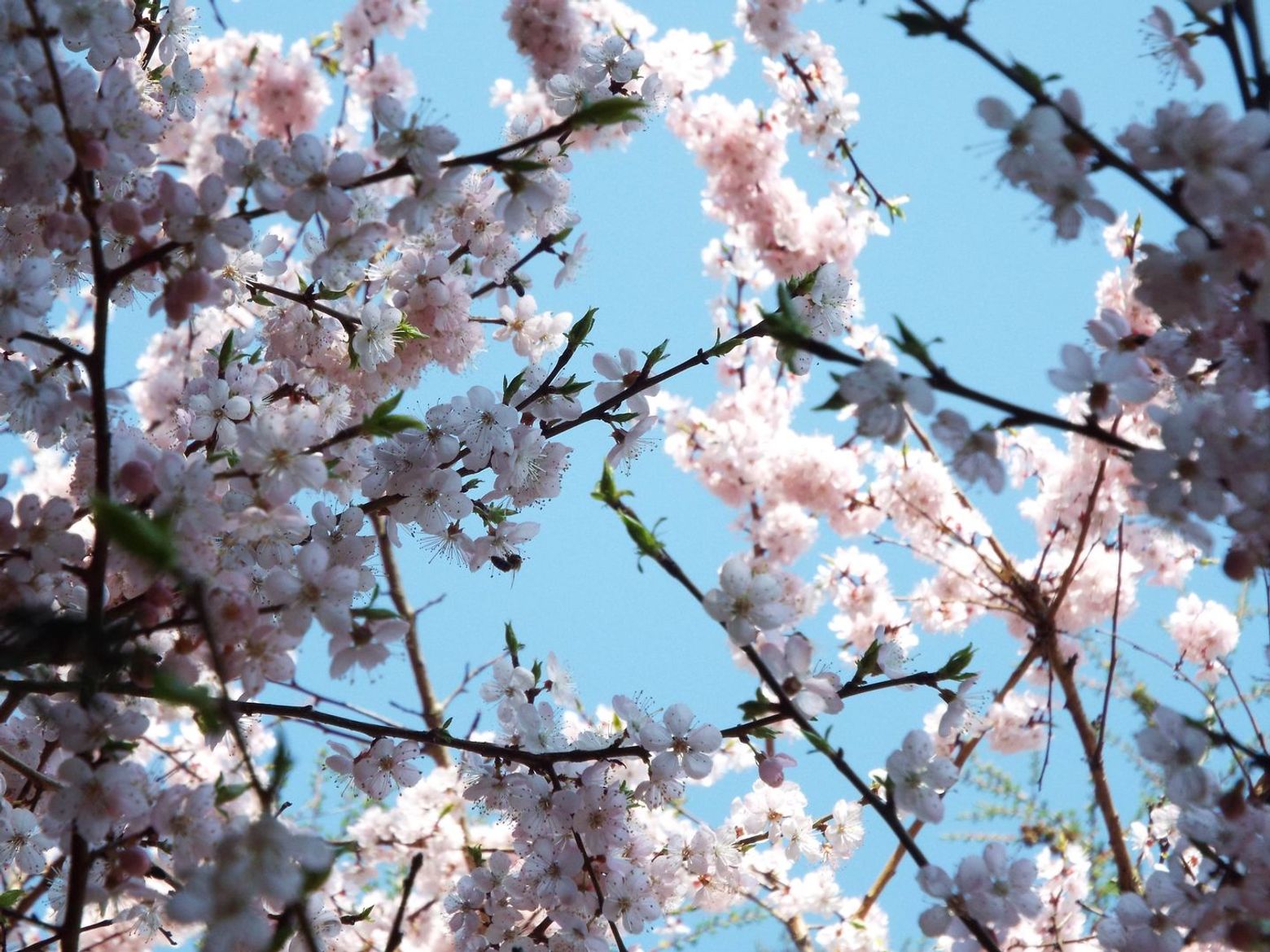 Дендрологический сад им. С.Ф. Харитонова: познавательная прогулка для любителей природы - photo 2