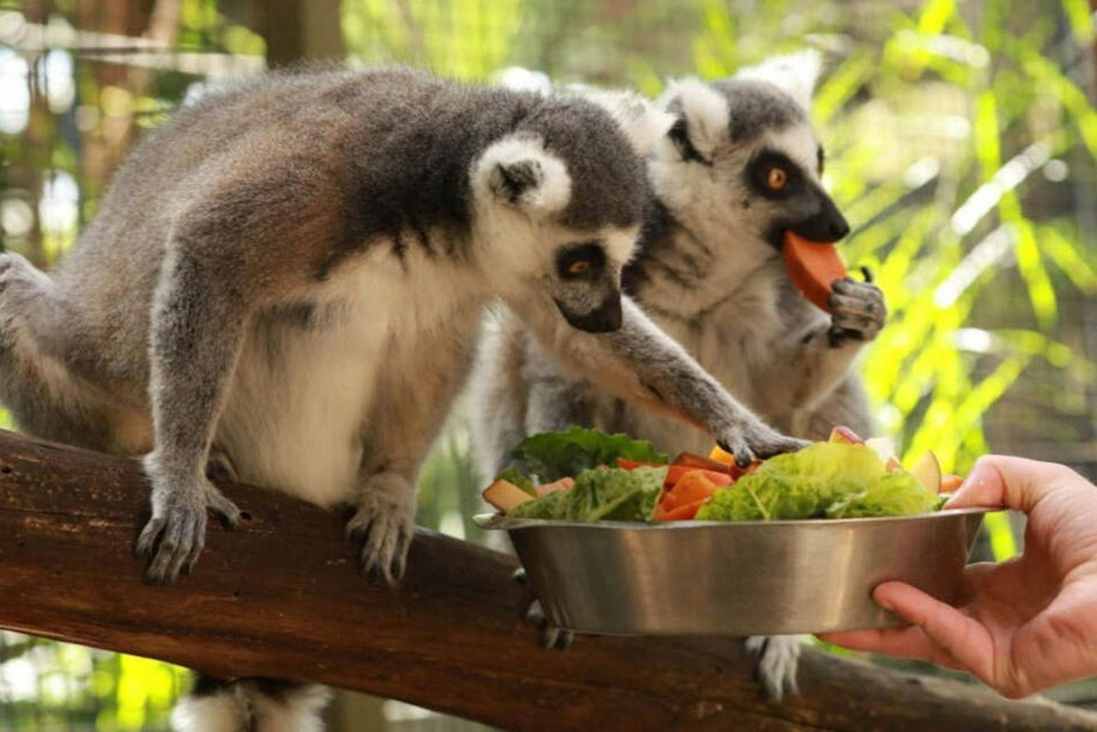 Парк дикой природы Gorge: Входной билет - photo 2