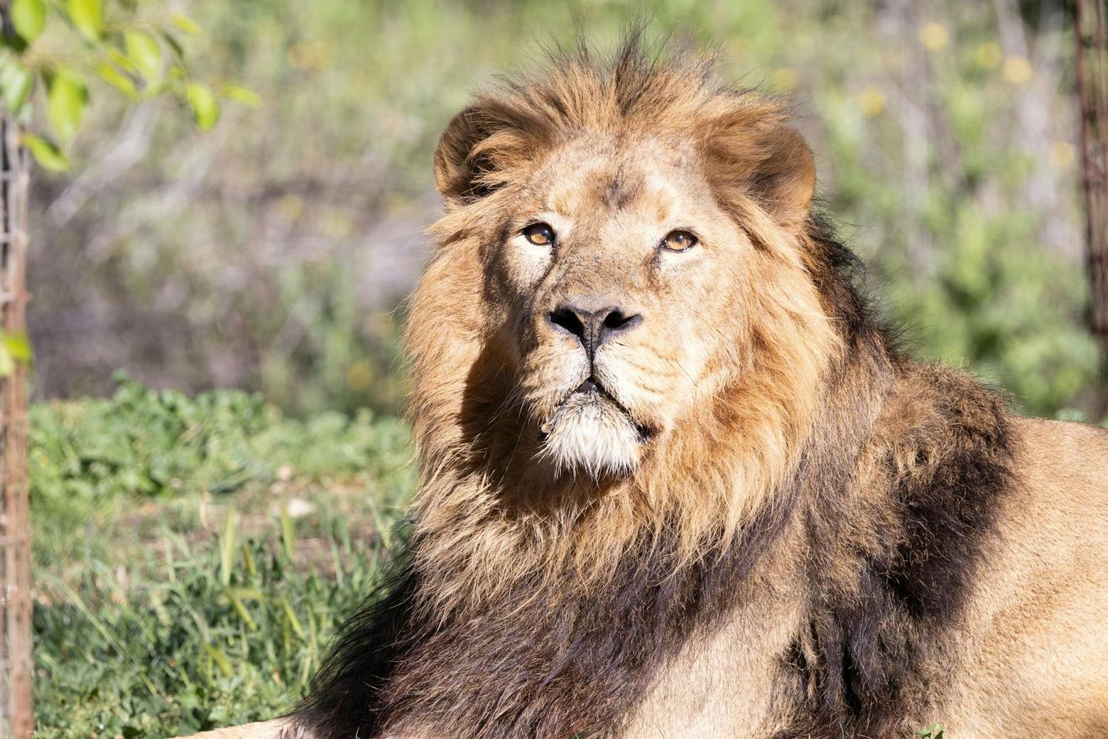 Мадридский зоопарк и аквариум: Входной билет