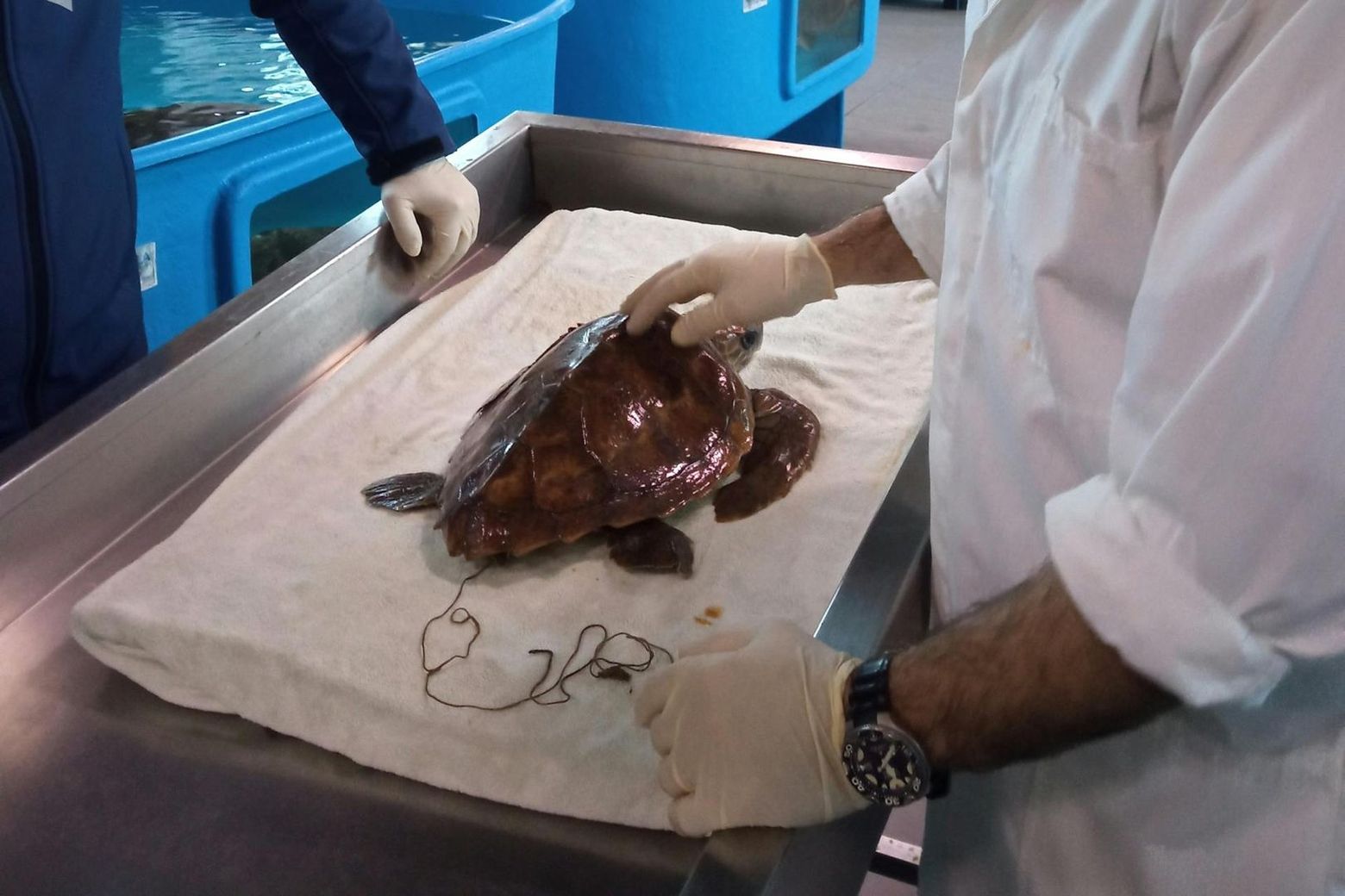 Turtle Point: Входной билет - photo 2