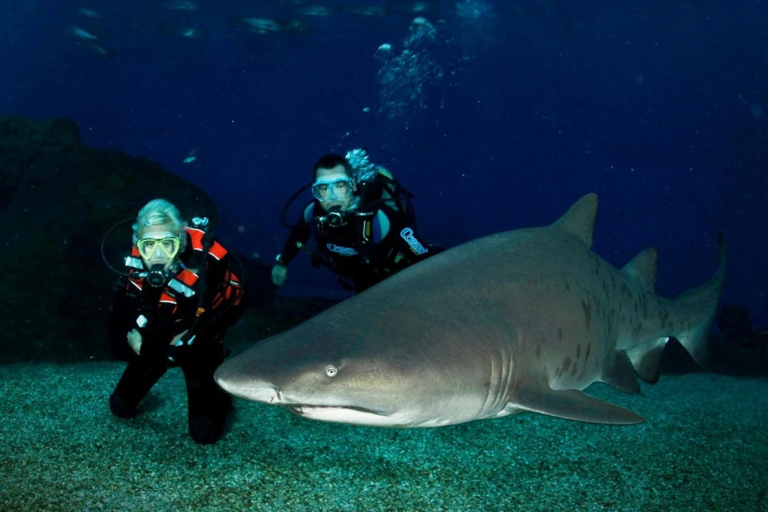 Аквариум на Пальме: вход + дайвинг с акулами - photo 2