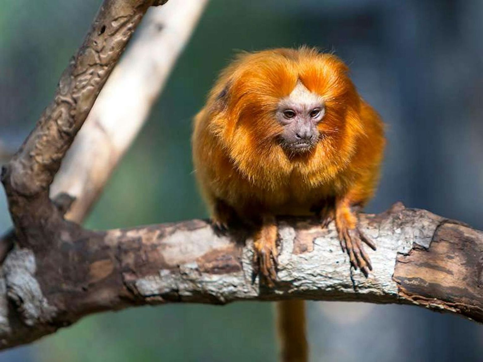 Парк Loro Parque: Входной билет + Перевозка транспортом - photo 2