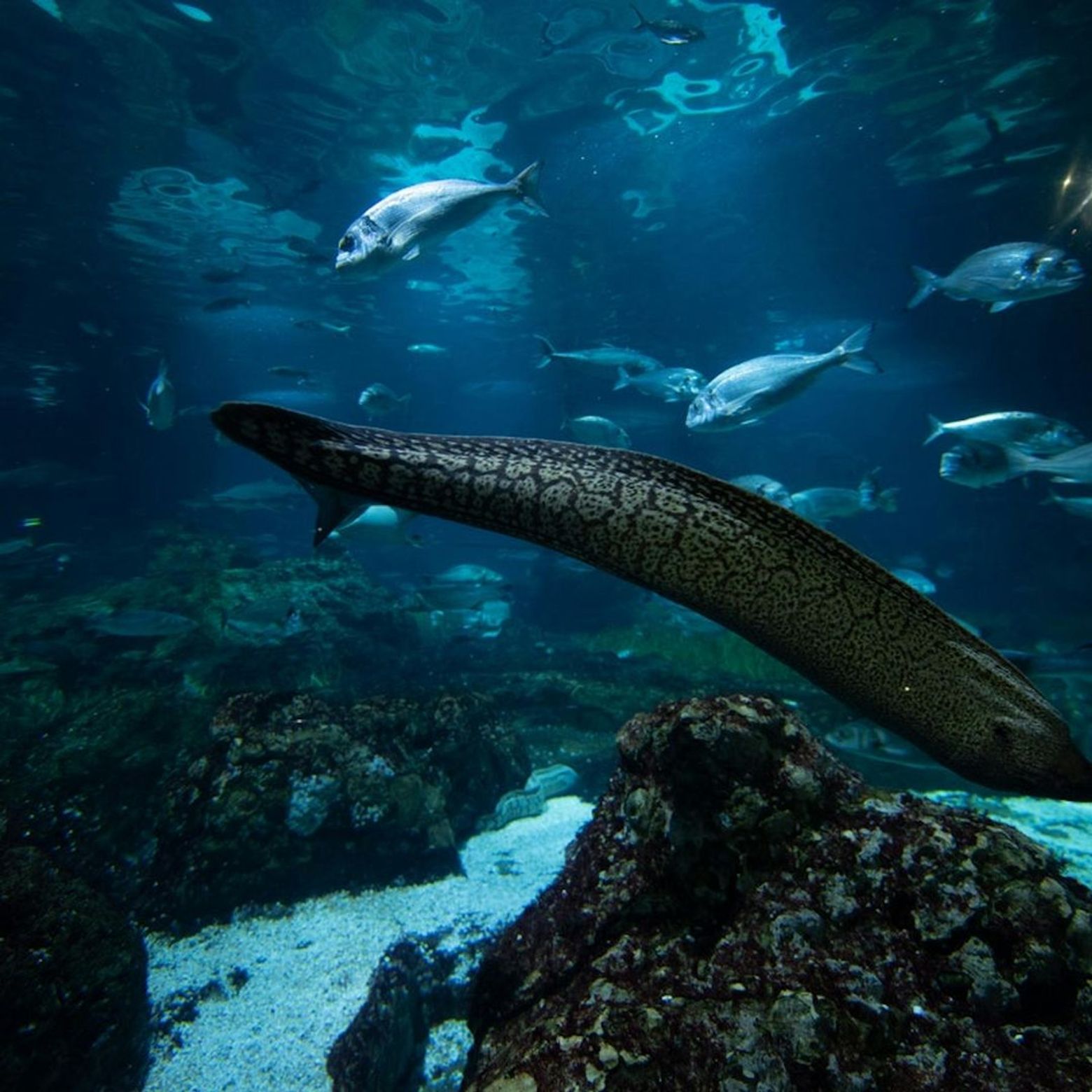 Аквариум Барселоны: Flexi-Ticket - photo 2