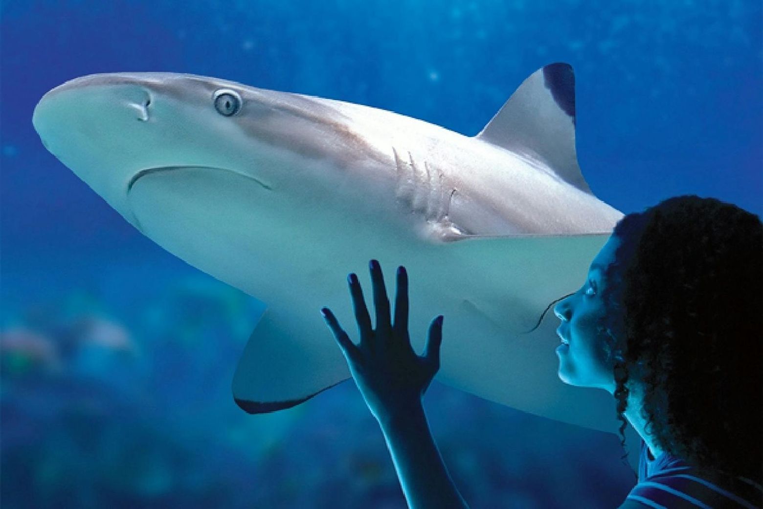 Sea Life Benalmádena: привилегированный вход