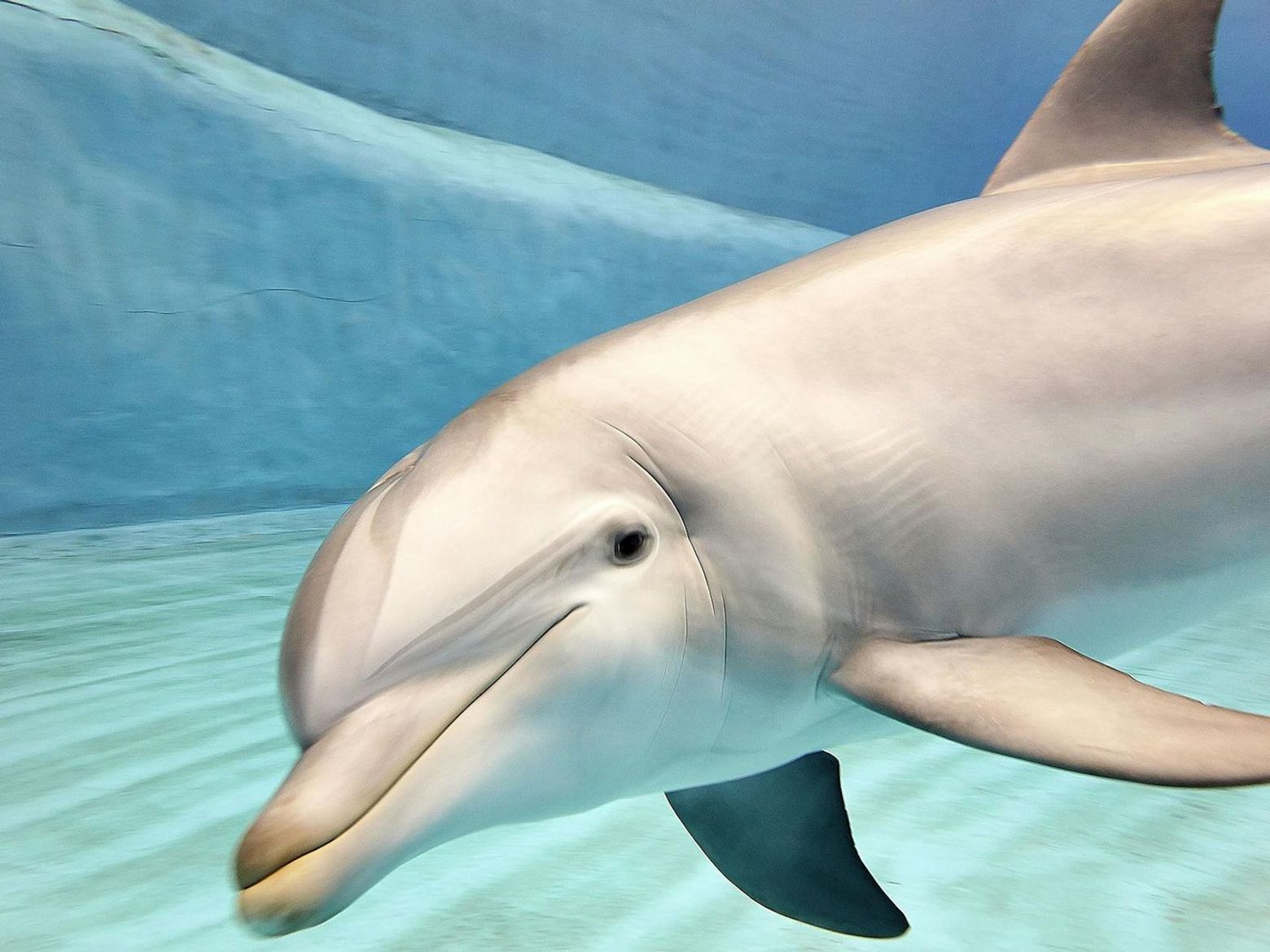 Океанографический и научный музей: Входной билет