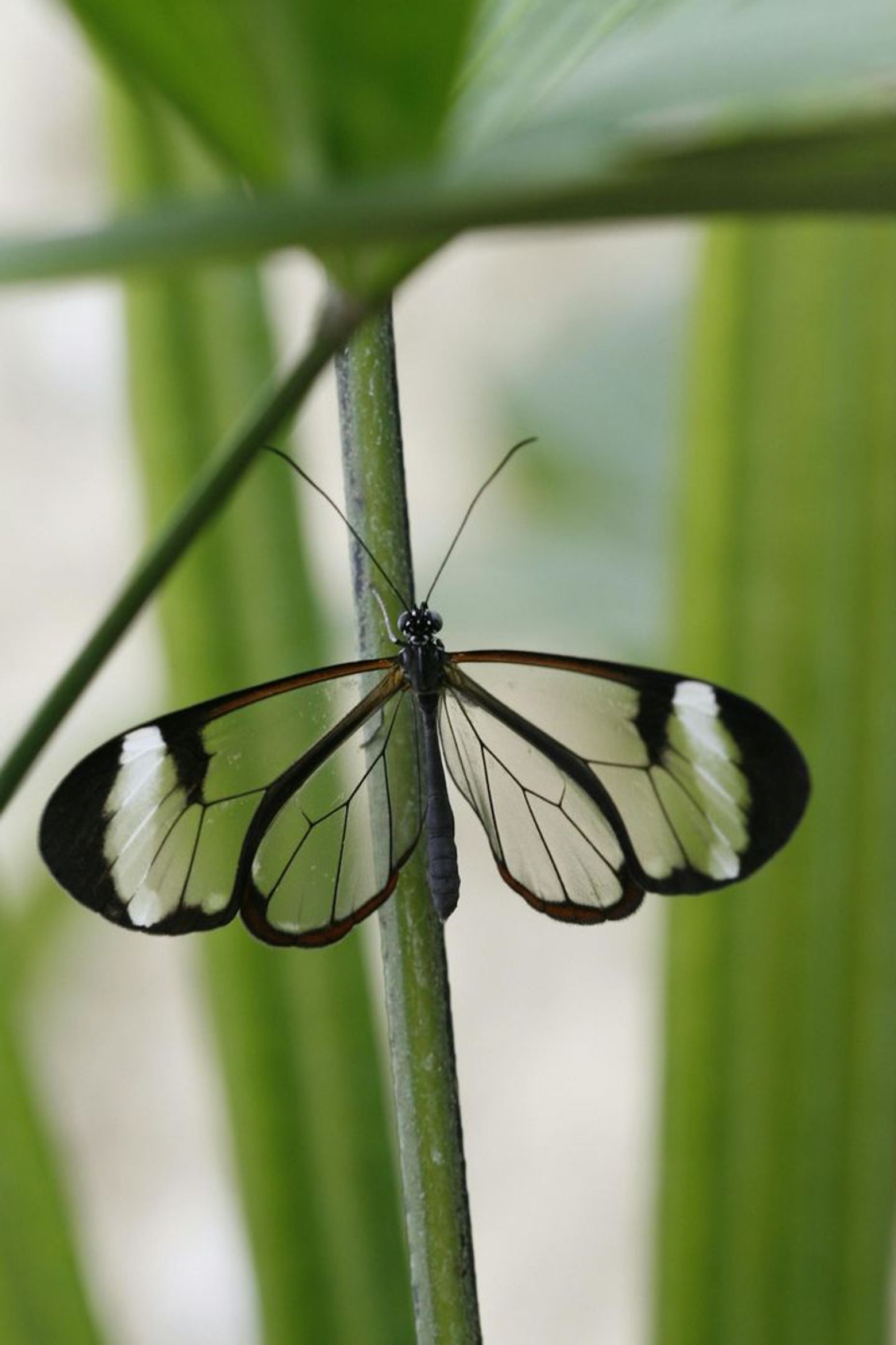 Парк бабочек Бенальмадены: Входной билет - photo 2