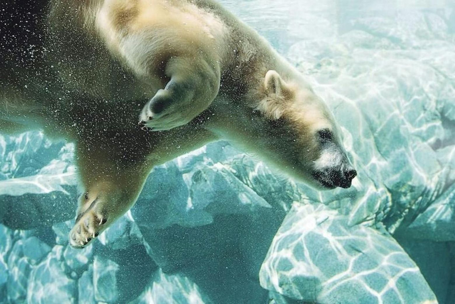 Sea World Gold Coast: билет на 1 день + поездка на гидроцикле - photo 2