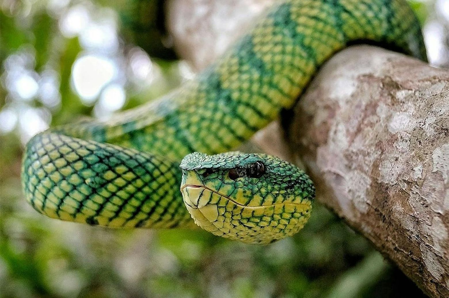 Парк рептилий на Бали: Входной билет