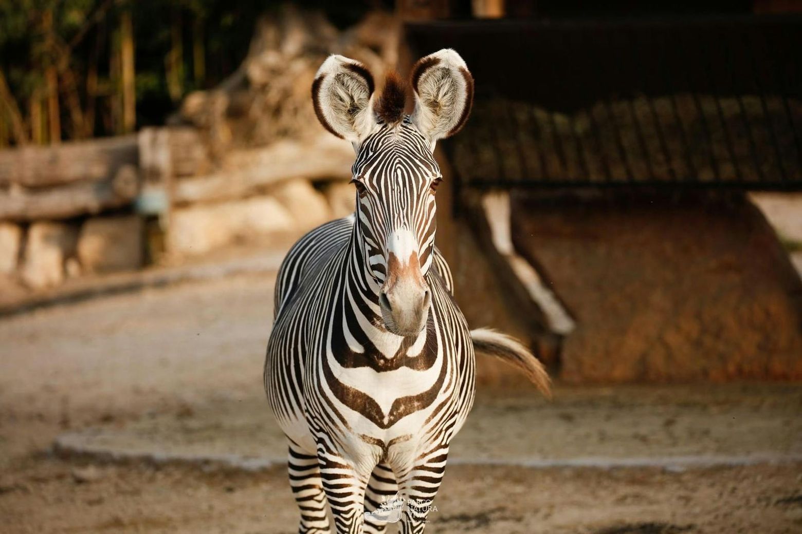 Парк Natura Viva: билет с открытой датой - photo 2