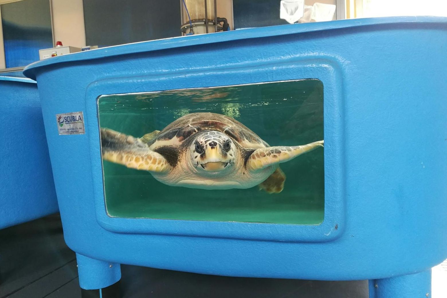 Turtle Point: Входной билет