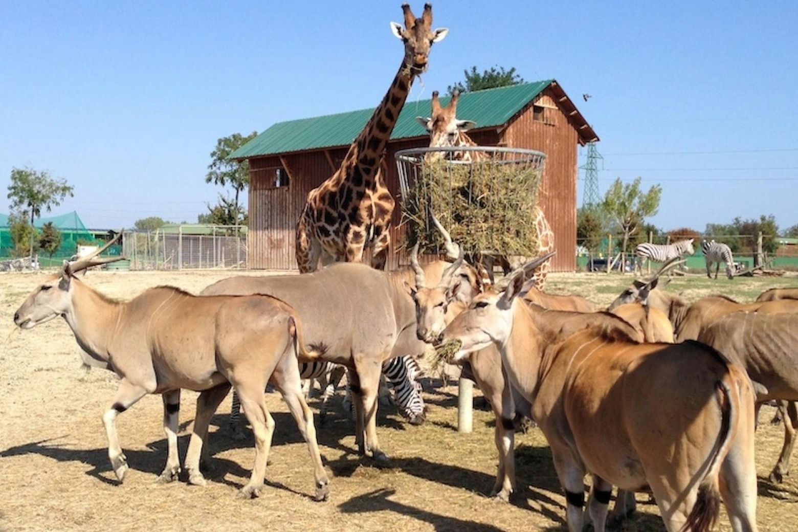 Сафари: входной билет в Равенну - photo 2