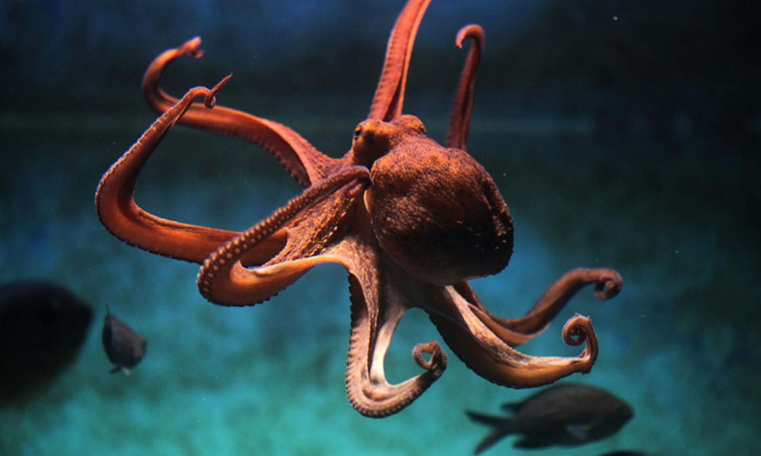 Аквариум в Ливорно: Входной билет - photo 2