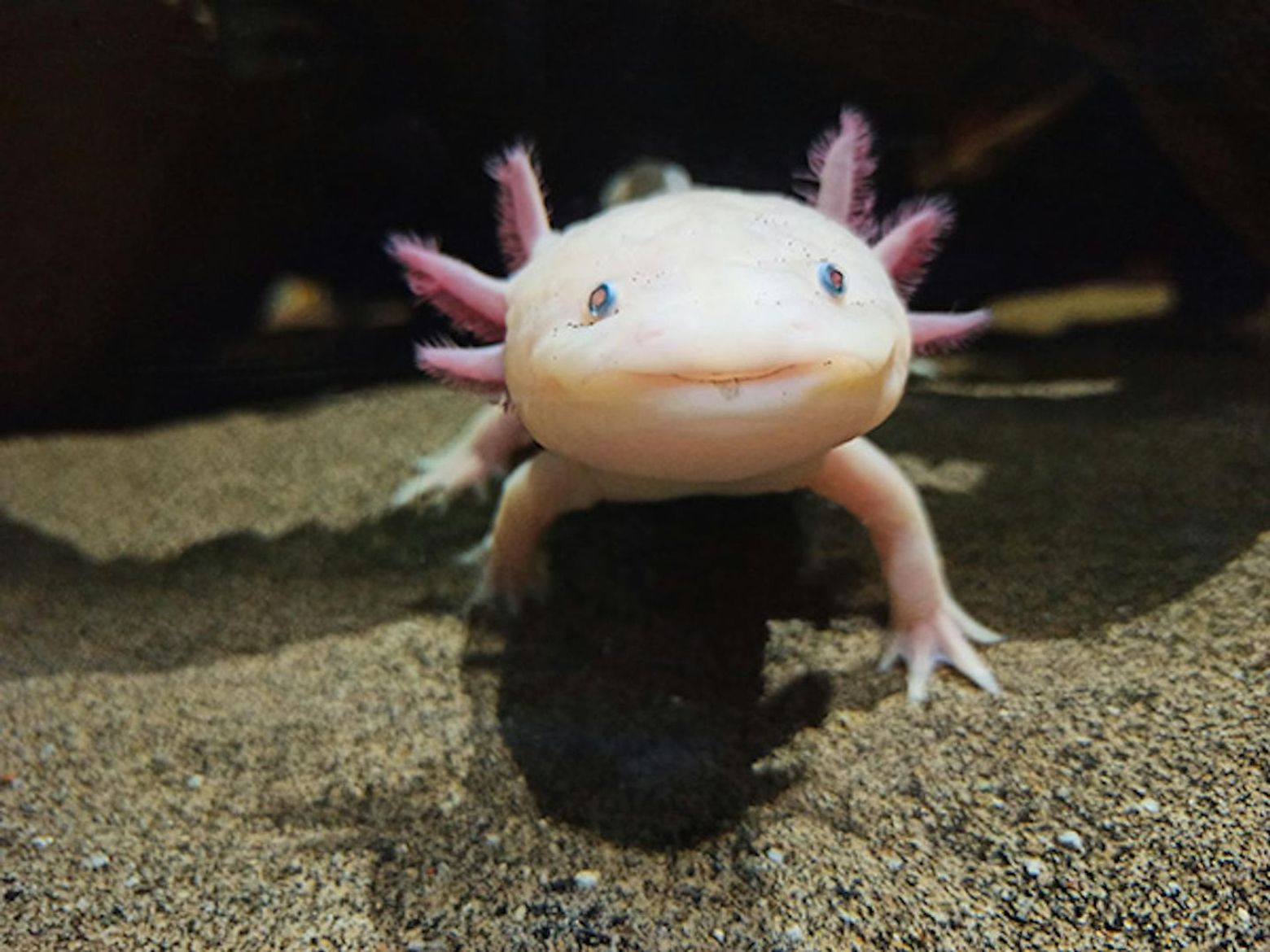 Аквариум Биопарка Хихона: Входной билет - photo 2